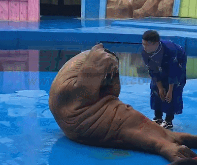 华夏文旅海洋公园